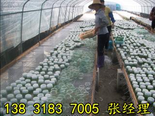育苗網